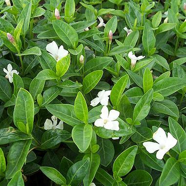 Perwinkle and White Logo - Vinca minor 'Alba' White Periwinkle from Midwest Groundcovers