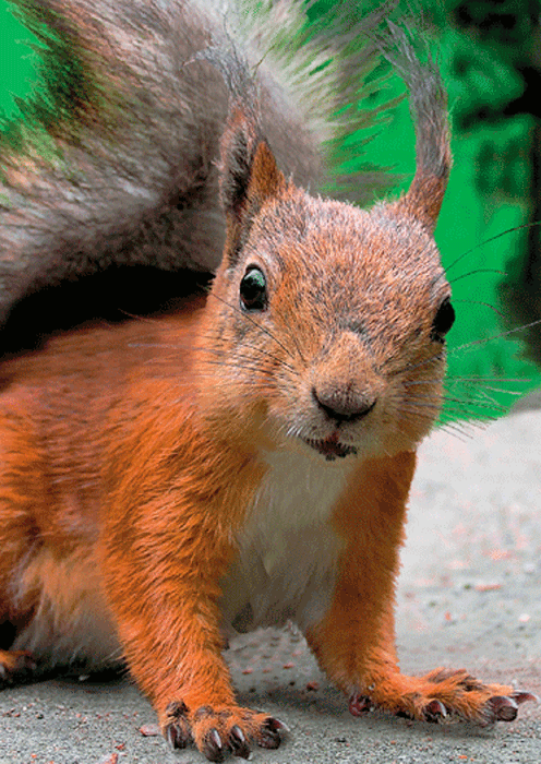 Red Squirrel Animated Logo - RED SQUIRREL with Hairy Ears- 3D Lenticular Postcard Greeting Card ...