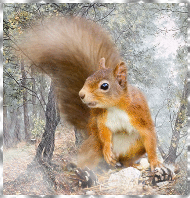 Red Squirrel Animated Logo - ♥ Red Squirrel (Squirrels) ♥ (Autumn Fall) ♥ Picture #116555356 ...