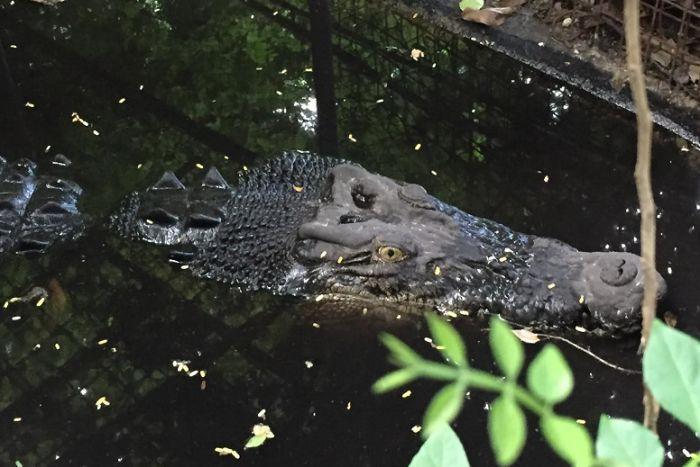 Albert the Alligator Logo - Albert the pet crocodile found alive at house fire in Darwin