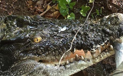 Albert the Alligator Logo - Australia's only pet crocodile' surprises firemen after blaze guts