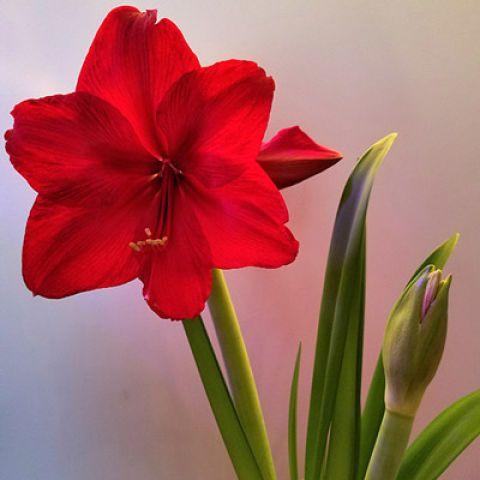 Red Flower Petal Yellow Center Green One Logo - Growing and caring for amaryllis