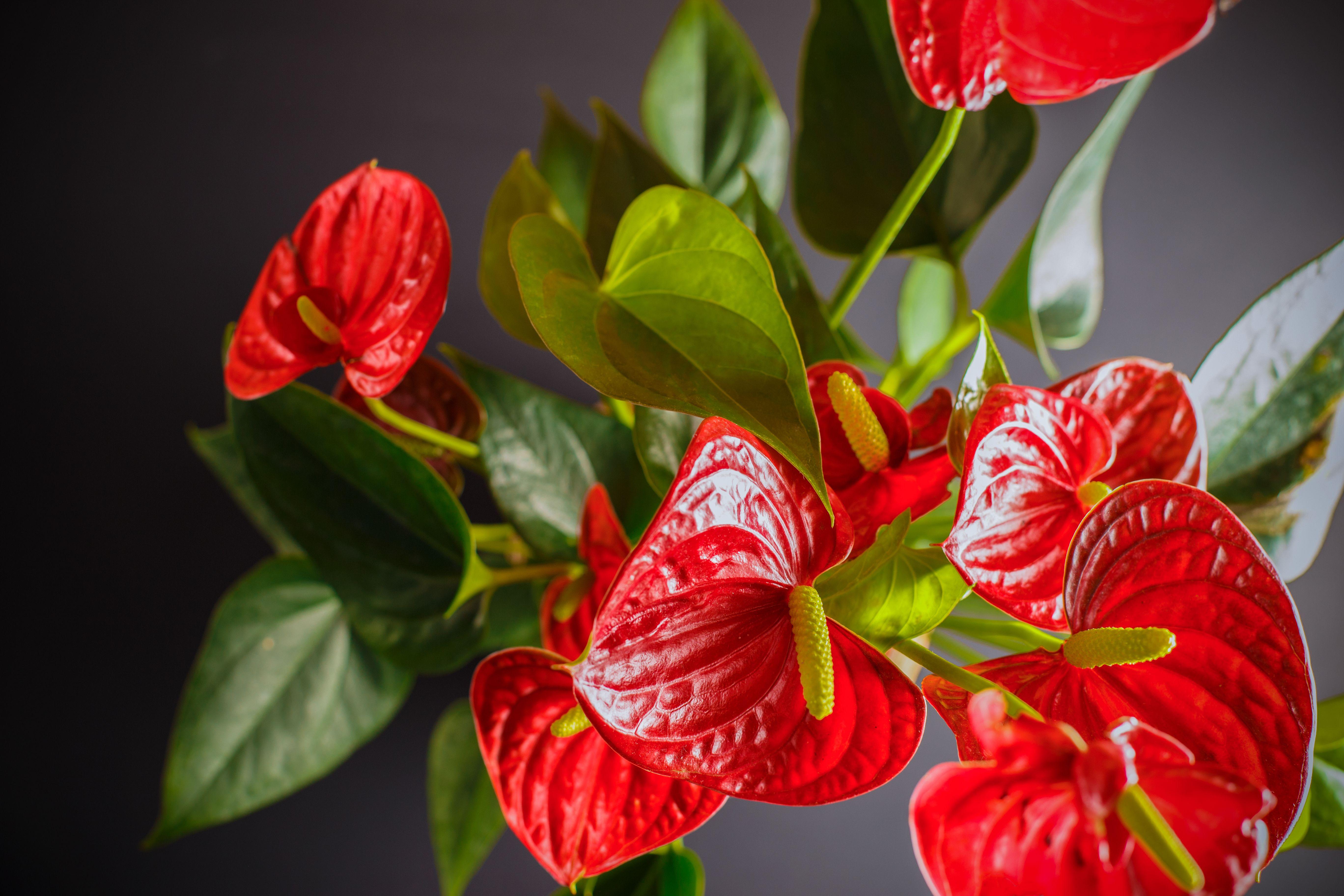 Red Flower Petal Yellow Center Green One Logo - How to Get an Anthurium to Bloom | Home Guides | SF Gate