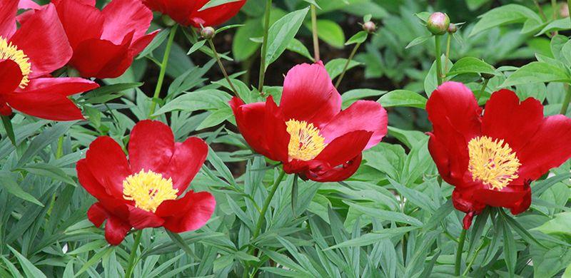 Red Flower Petal Yellow Center Green One Logo - Peony Care | Tree Herbaceous Intersectional