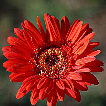 Red Flower Petal Yellow Center Green One Logo - 25 Most Beautiful Red Flowers