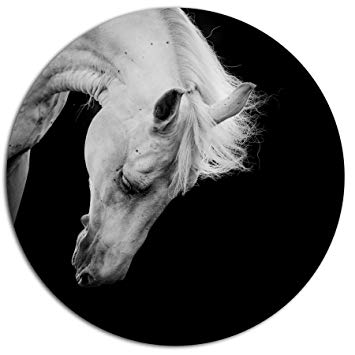 Black and White Horse Circle Logo - Designart MT13464 C38 White Horse in Black Background