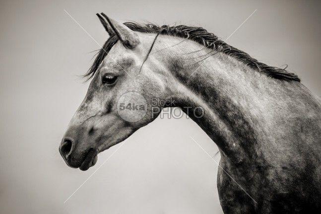 Black and White Horse Circle Logo - Beautiful Black And White Horse Head Equestrian