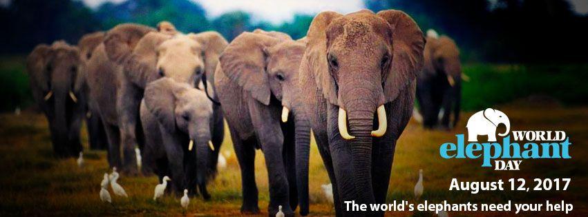 Elephant and World Logo - World Elephant Day - Jumping Elephant