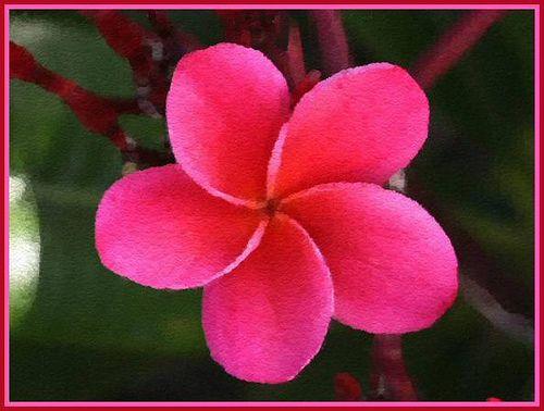5 Petals Flower with Red Logo - 5 petal pink flower | digitally painted | ELLIE | Flickr