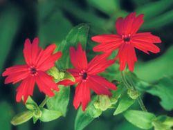 5 Petals Flower with Red Logo - Common Spring Wildflowers in the Smokies Smoky Mountains