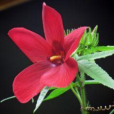5 Petals Flower with Red Logo - Scarlets Walk - Hyvinvointi, ruoka, sisustus ja hyvä elämä | Flowers ...