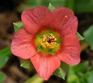 5 Petals Flower with Red Logo - Factsheet - Modiola caroliniana