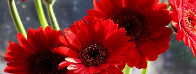 5 Petals Flower with Red Logo - 40+ Types of Red Flowers with Pictures | FlowerGlossary.com
