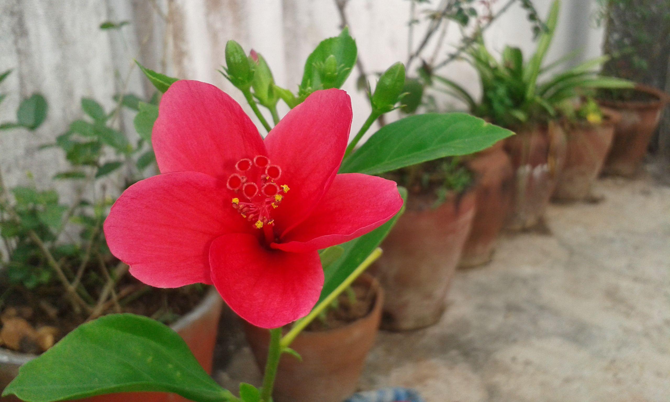 5 Petals Flower with Red Logo - Free photo: Red flower, Pot, Plants