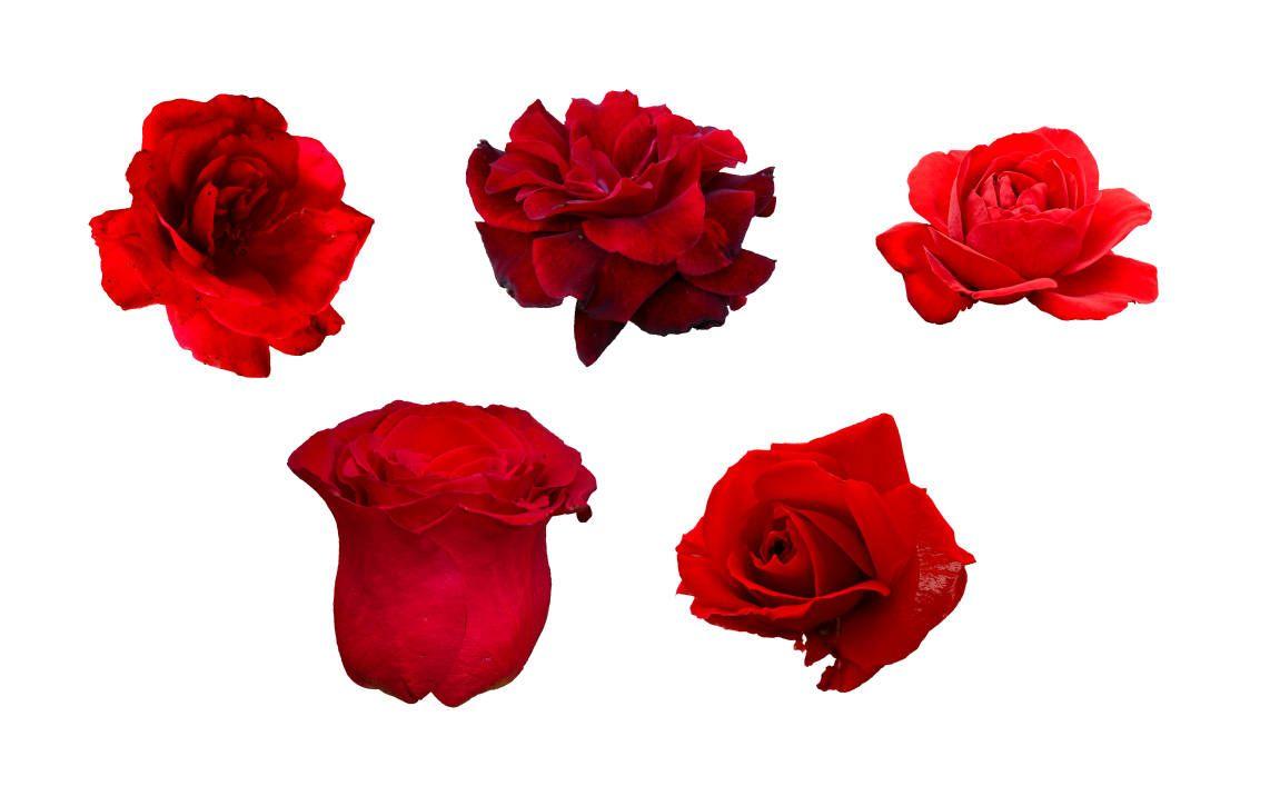 5 Petals Flower with Red Logo - Flower Red Rose PNG Image Transparent