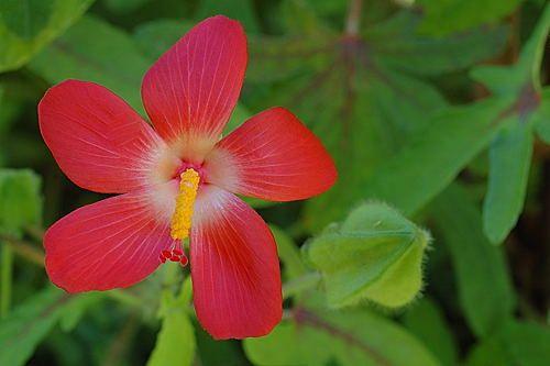 5 Petals Flower with Red Logo - Mahanandi » Marketplace