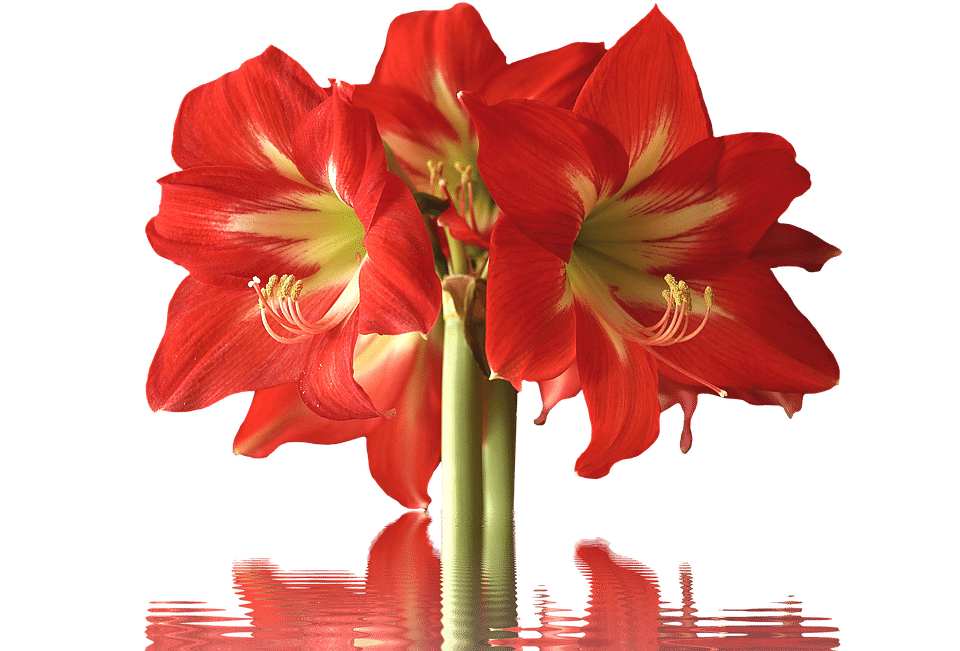 5 Petals Flower with Red Logo - Types of Red Flowers with Picture