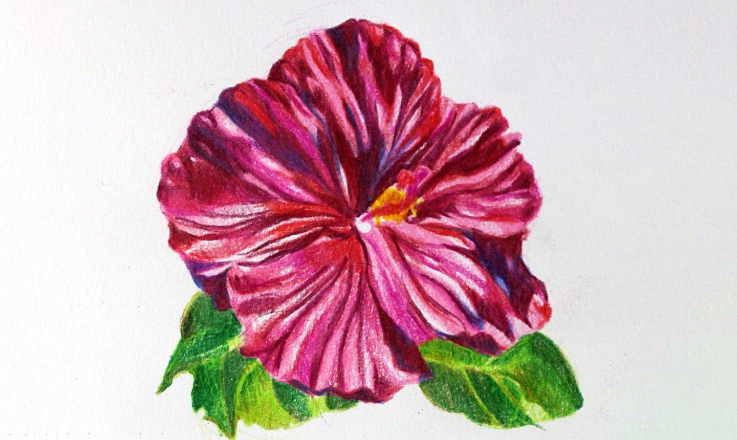 5 Petals Flower with Red Logo - Drawing Flowers in Colored Pencil: A Simple Tutorial