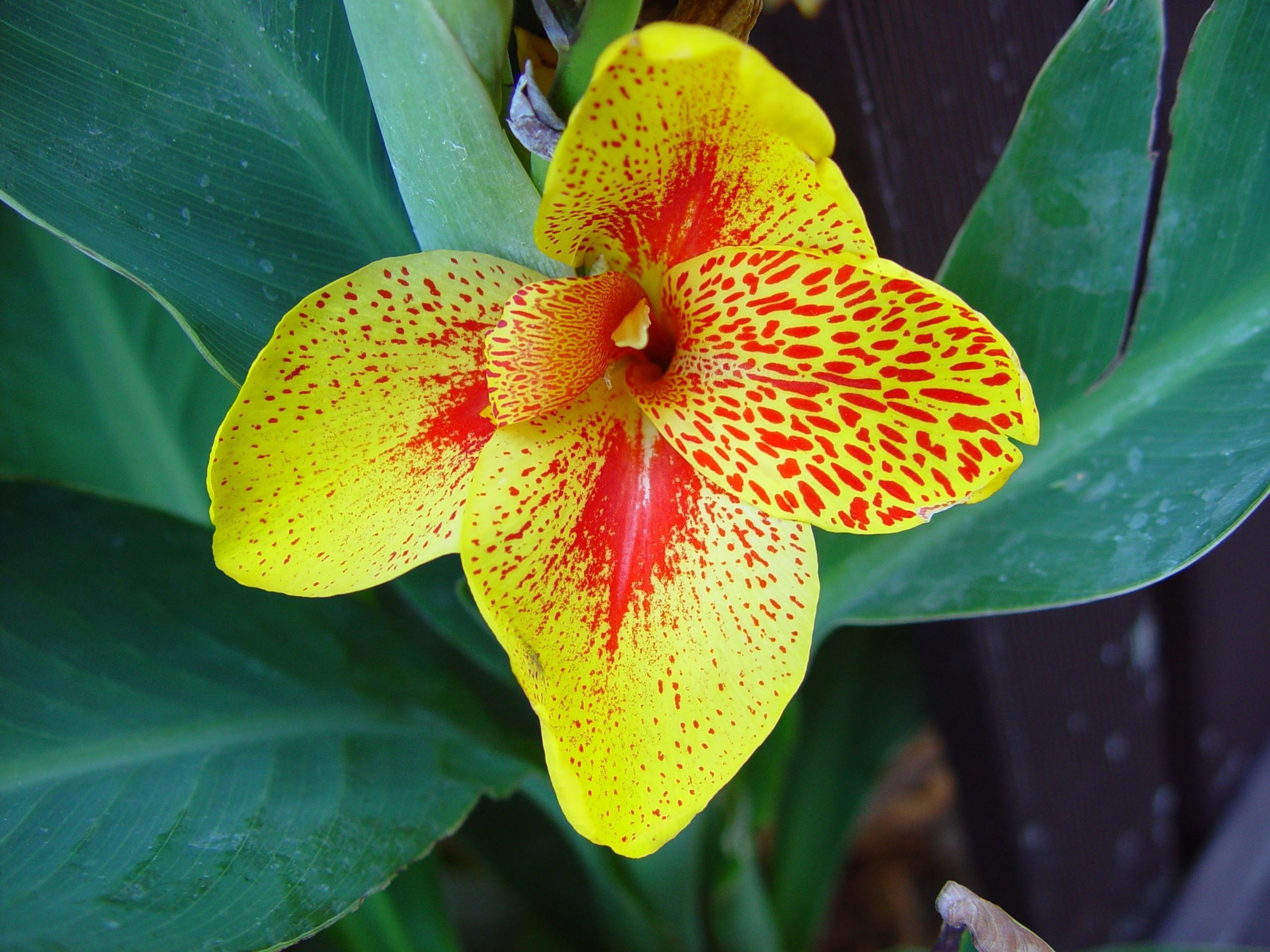 Red Green and Yellow Flower Logo - File:Gold and red flower dark green leaves.jpg - Wikimedia Commons