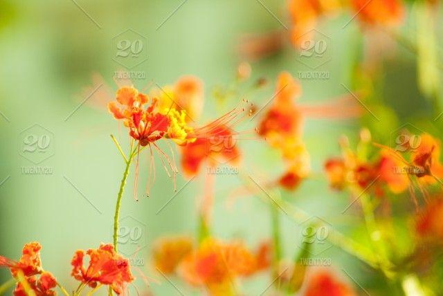 Red Green and Yellow Flower Logo - Orange and Yellow flowers in the green background of garden. natural ...
