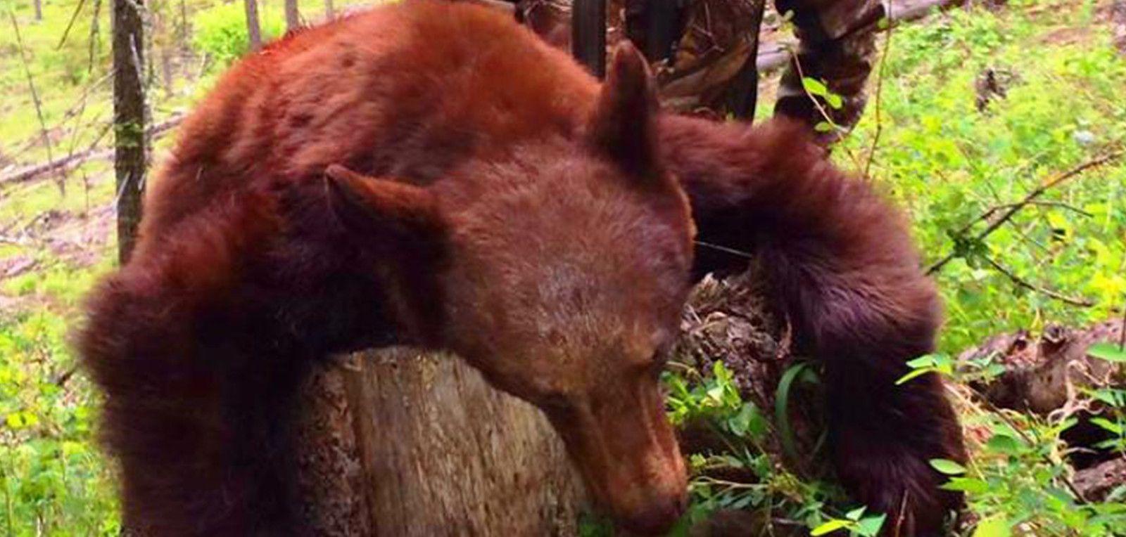 Red and Black Bear Logo - Montana Black Bear Hunts. Spring Bear Hunts