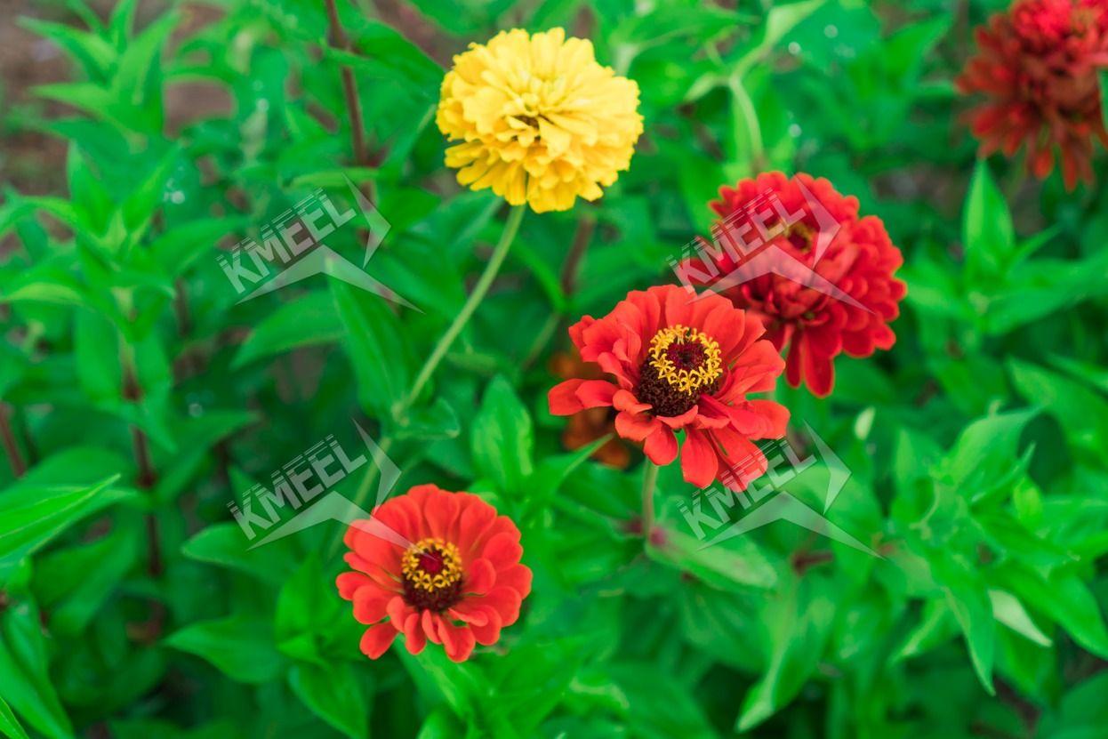 Red Green and Yellow Flower Logo - Red and yellow flowers in the middle of green plants