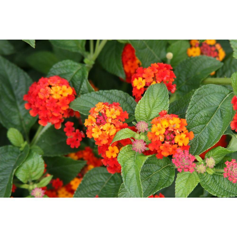 Red Green and Yellow Flower Logo - Proven Winners Luscious Citrus Blend (Lantana) Live Plant, Red ...