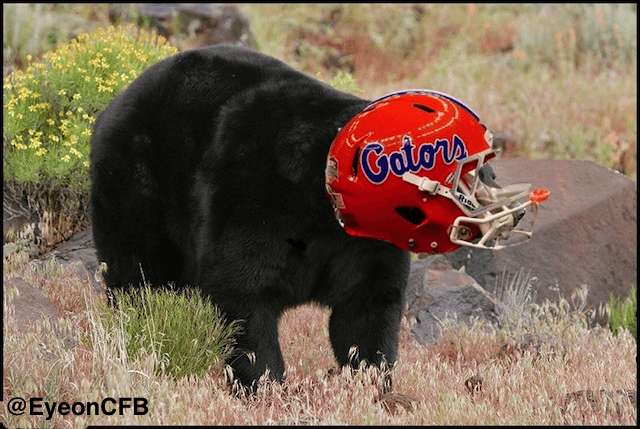 Red and Black Bear Logo - Black bear takes official visit to Florida - CBSSports.com