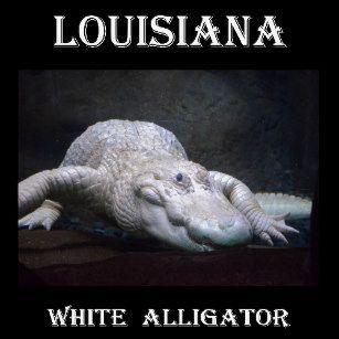 White Alligator Logo - White Alligator T Shirts Shirt Design & Printing