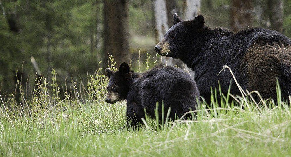 Red and Black Bear Logo - French Farmers See Red Over Plans to Release More Bears in Pyrenees ...