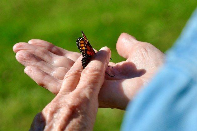 Butterfly Suicide Prevention Logo - Butterflies to take flight on World Suicide Prevention Day - Sudbury.com