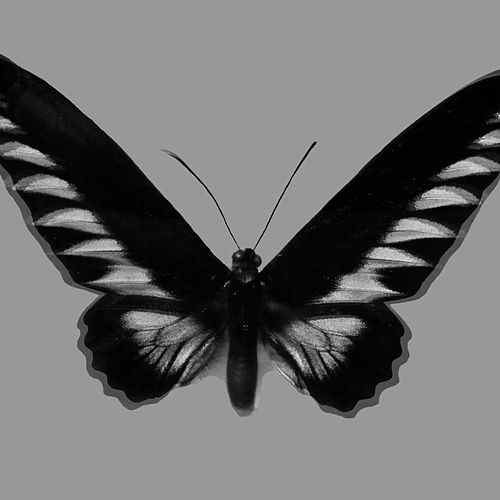 Butterfly Suicide Prevention Logo - Suicide Prevention Amplified (Single) by Dead Butterflies : Napster