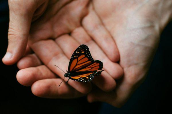 Butterfly Suicide Prevention Logo - September is Suicide Prevention Awareness Month | Northern Arizona ...