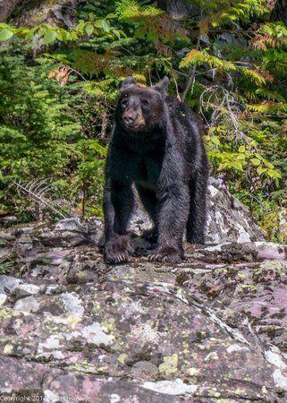 Red and Black Bear Logo - Black bear at Red Rock point of Glacier National Park
