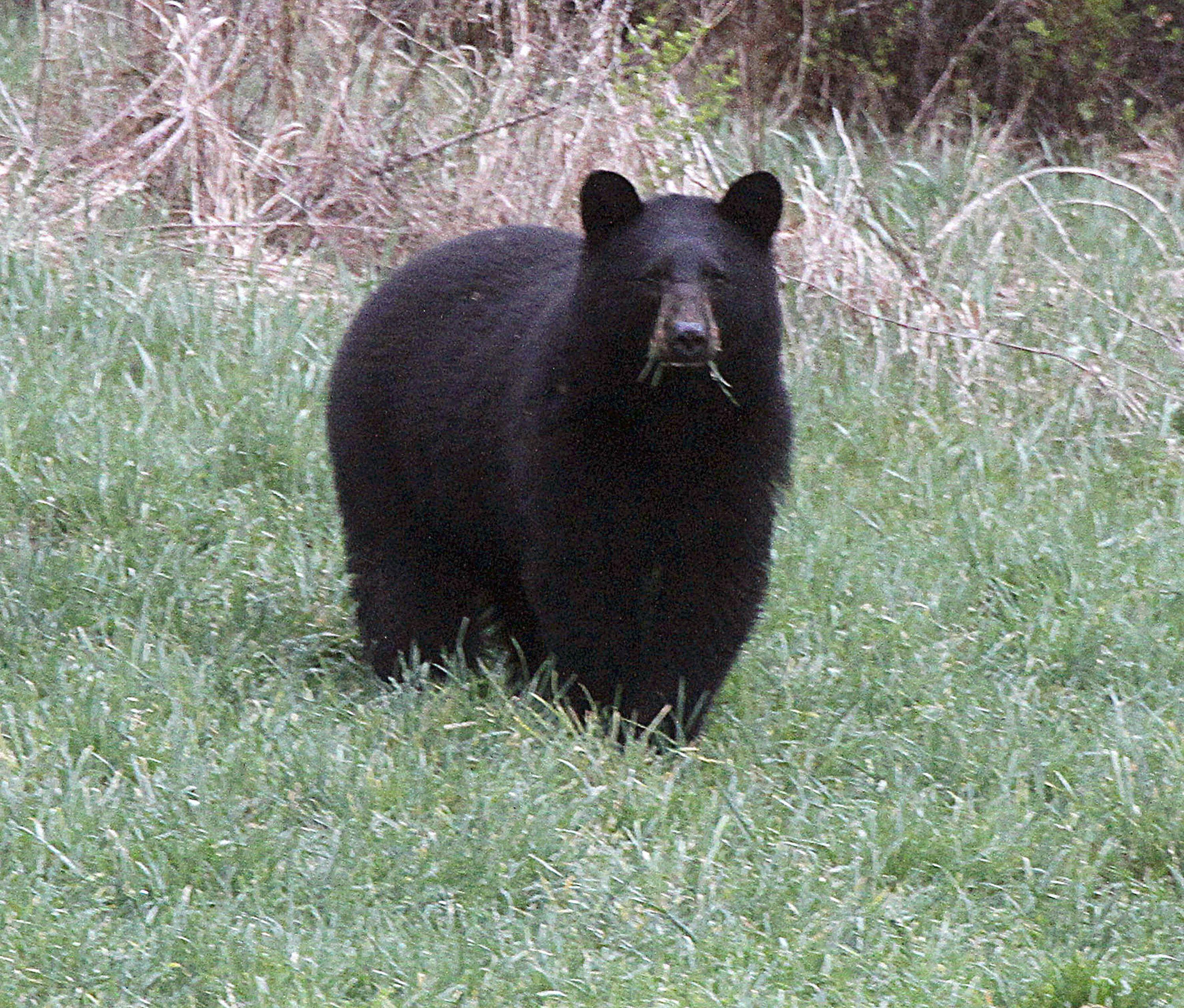 Red and Black Bear Logo - Colorado Parks and Wildlife seach for bear after attack in Red