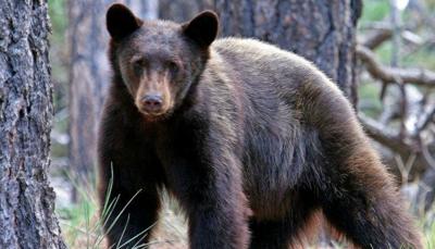 Red and Black Bear Logo - Beloved black bears killed in Red Lodge, locals want change. News