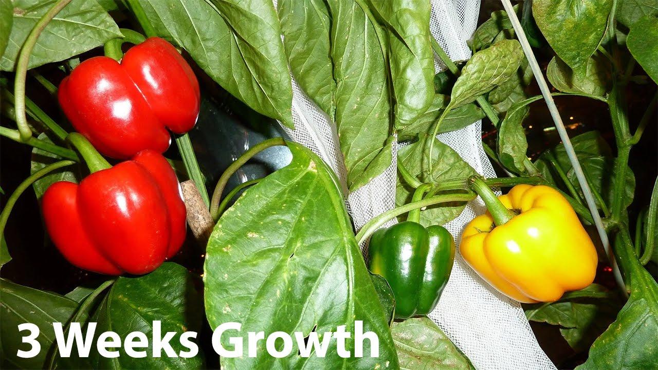 Red and Yellow Bell Logo - Bonnie Red & Yellow Bell Pepper Plants, 3 Week Update - YouTube