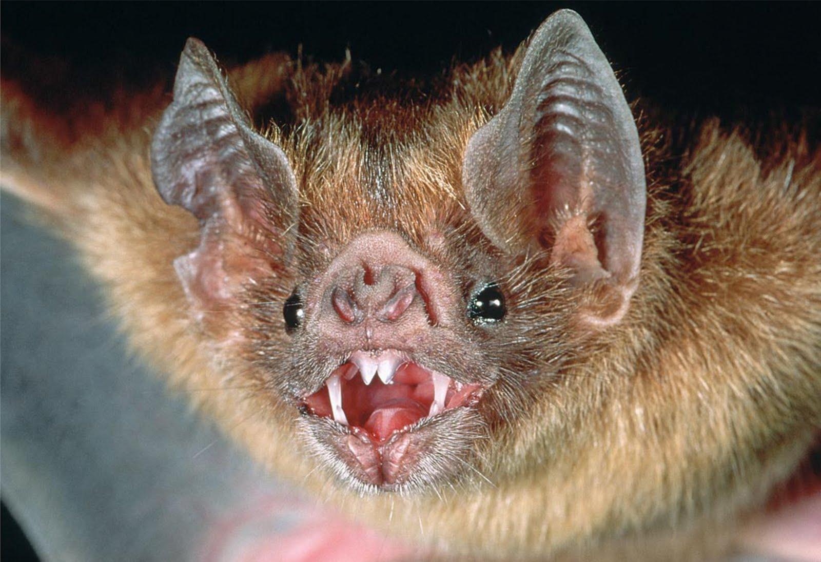 Vampire Bat Face Logo - Vampire bats share blood to make friends