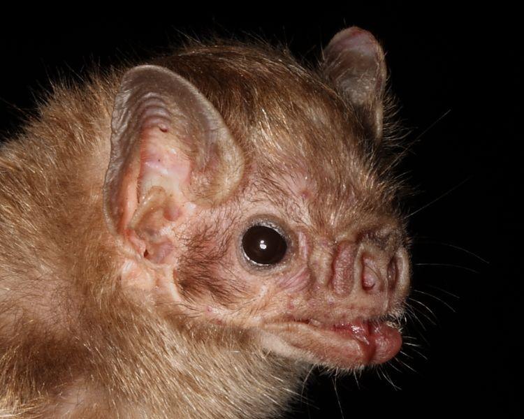 Vampire Bat Face Logo - DNA Scientists Create First Human-Vampire Bat Hybrid | Best and ...