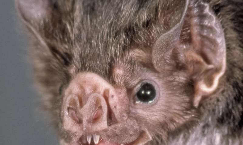 Vampire Bat Face Logo - Friends help female vampire bats cope with loss