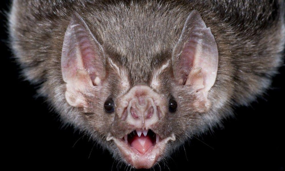 Vampire Bat Face Logo - Vampire Bats Terrorizing People As They Sleep… – CelebrityXO