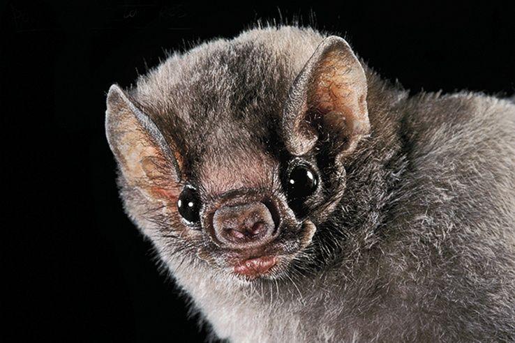 Vampire Bat Face Logo - Bat Faces Are Vast and Varied