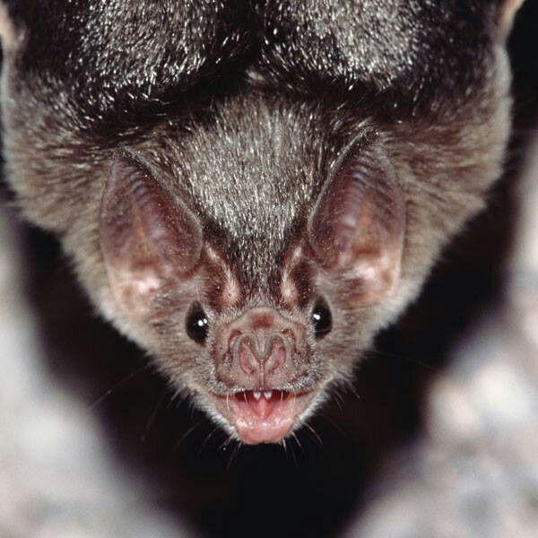 Vampire Bat Face Logo - Am I the only one that thinks vampire bats are cute?? | Bats in my ...