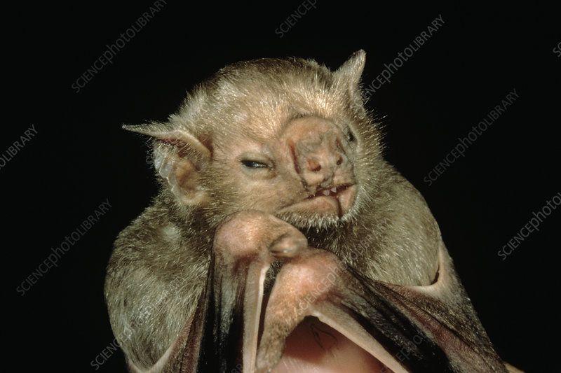 Vampire Bat Face Logo - Vampire Bat face - Stock Image - C005/1085 - Science Photo Library