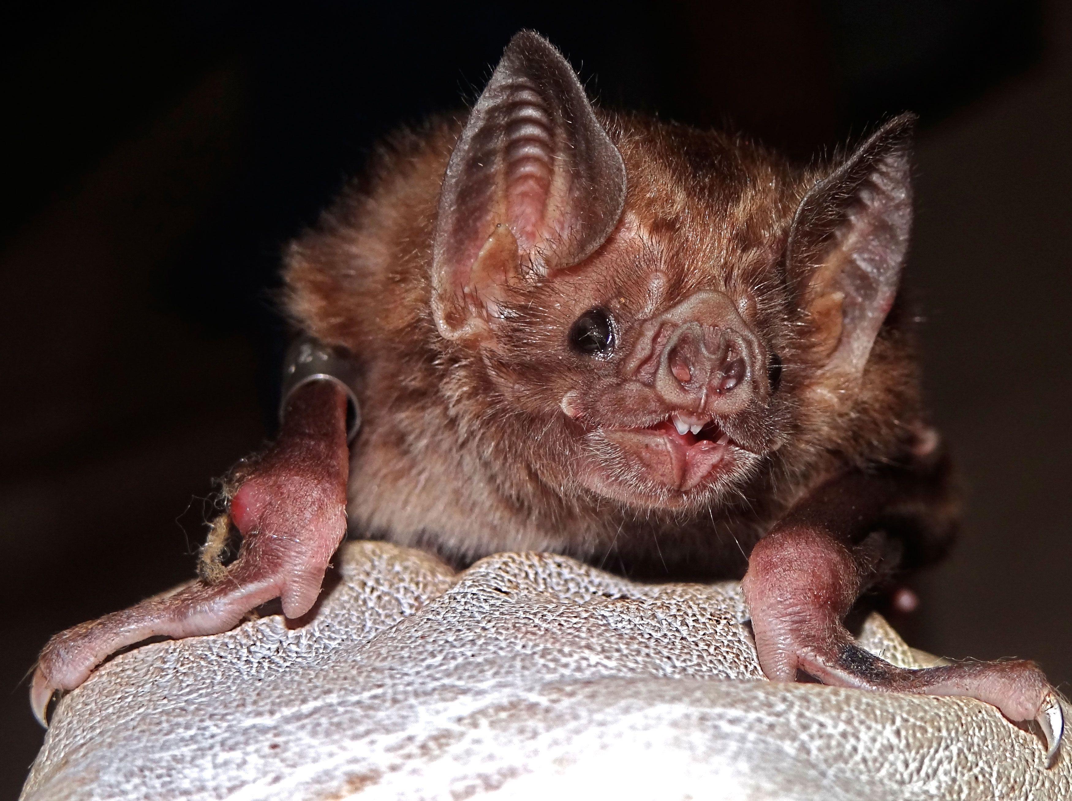 Vampire Bat Face Logo - Culling vampire bats to stem rabies in Latin America can backfire