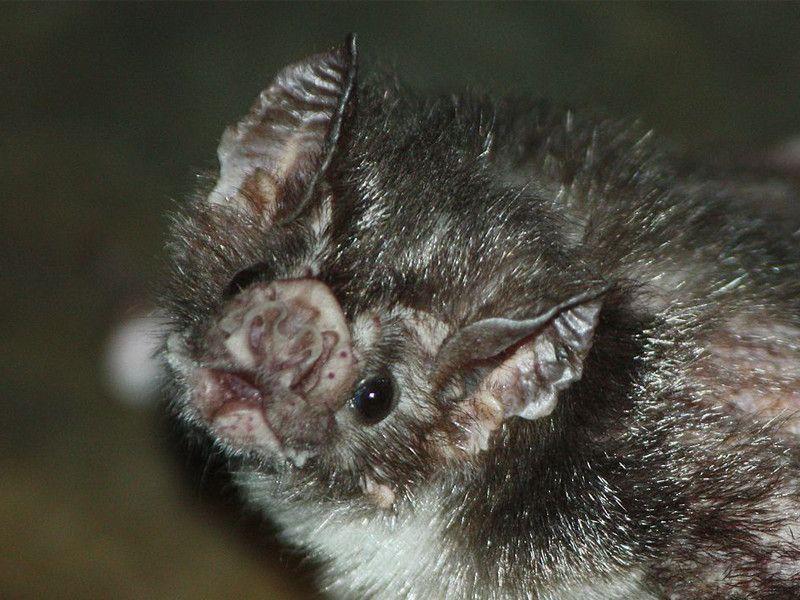 Vampire Bat Face Logo - Vampire Bat Facts and Information