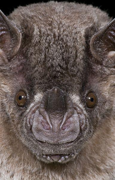 Vampire Bat Face Logo - FACES Gettle Nature Photography