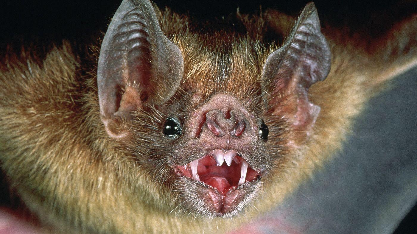 Vampire Bat Face Logo - Bites From Rabid Vampire Bats May Not Be A Death Sentence : Shots