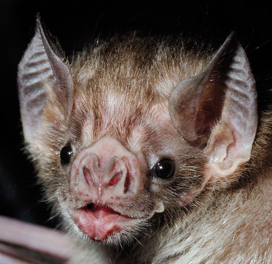 Vampire Bat Face Logo - Heat Thirsty Bats