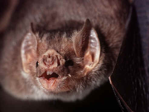 Vampire Bat Face Logo - KidZone Bat Photo